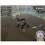 Jogo ATV Quad Kings (Bundle) - Wii
