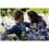 DVD - A Saga Crepúsculo: Eclipse