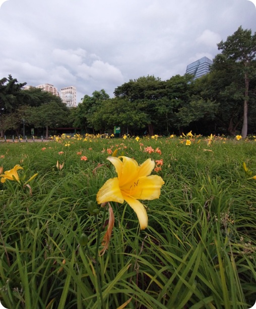 foto flor