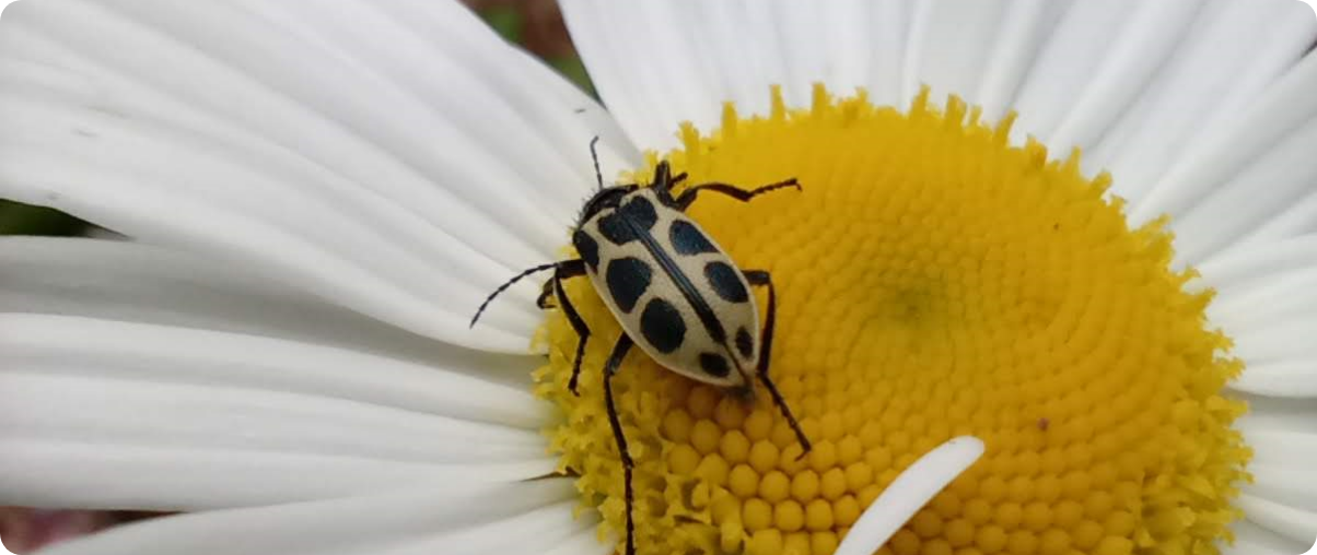 foto macro